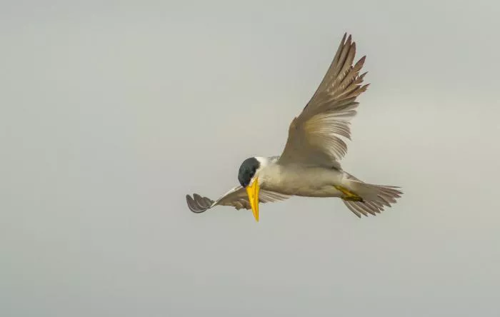 15676209_1151602881556026_8831975738353264148_o