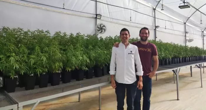 green-lab-cannabis