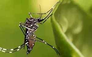 dengue