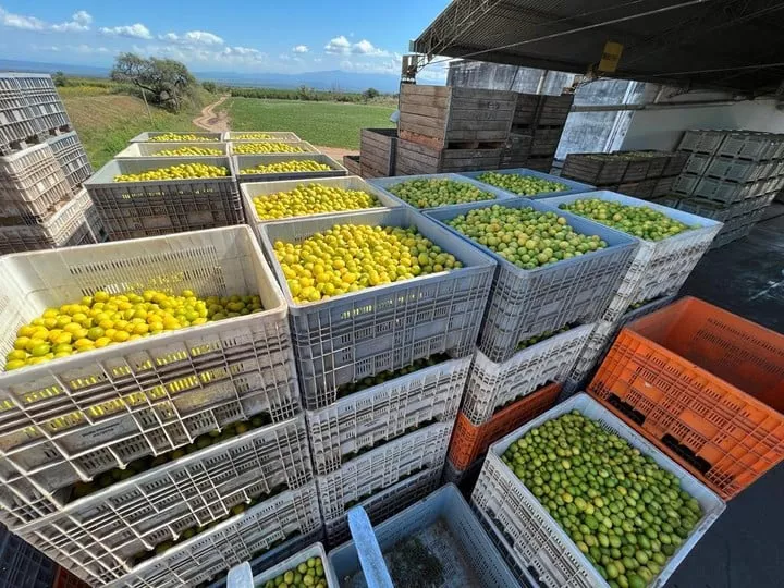 limones-campo