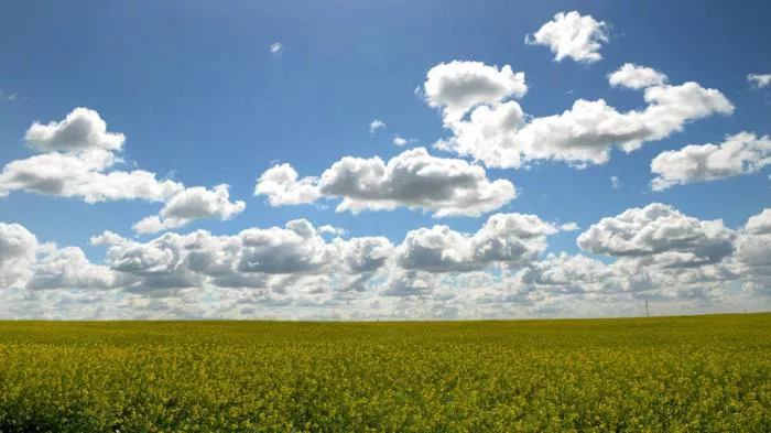 campo