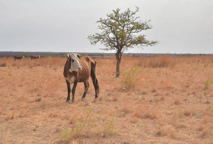 sequia.campo