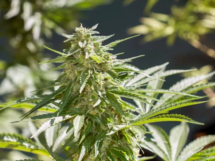 PLANTAR-CANNABIS-EN-ABRIL