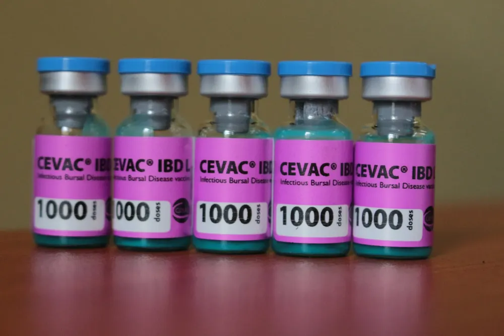 Cevac-IBD-L-6