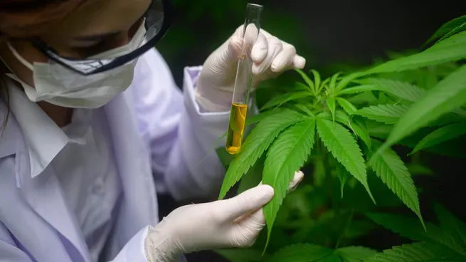 cannabis-medicinal