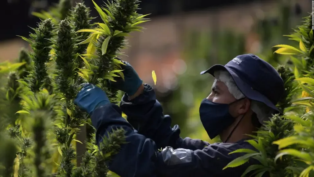 cannabi-colombia