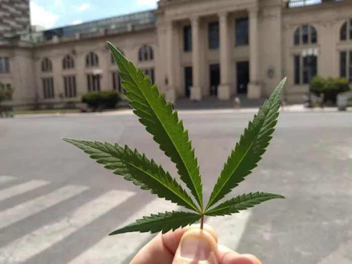 cannabis-unr