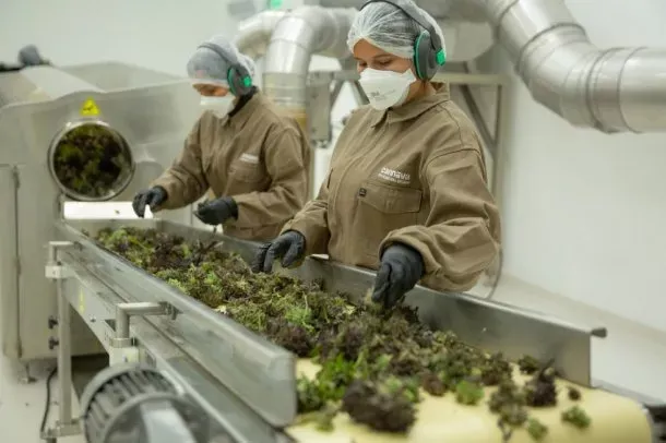 cannabis-medicinal-laboratorio2