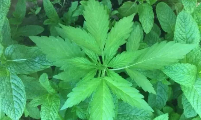 efectos-de-la-marihuana