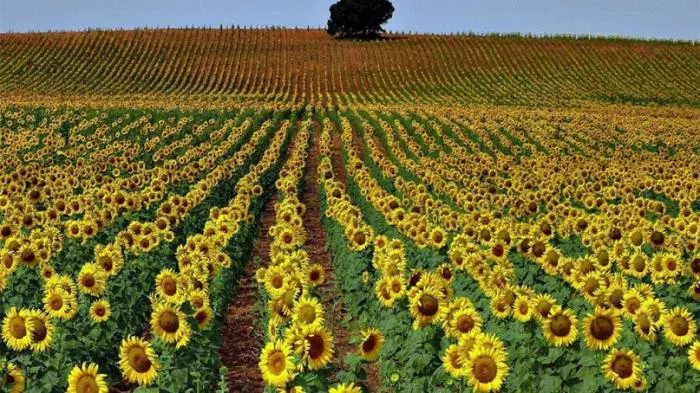 girasol