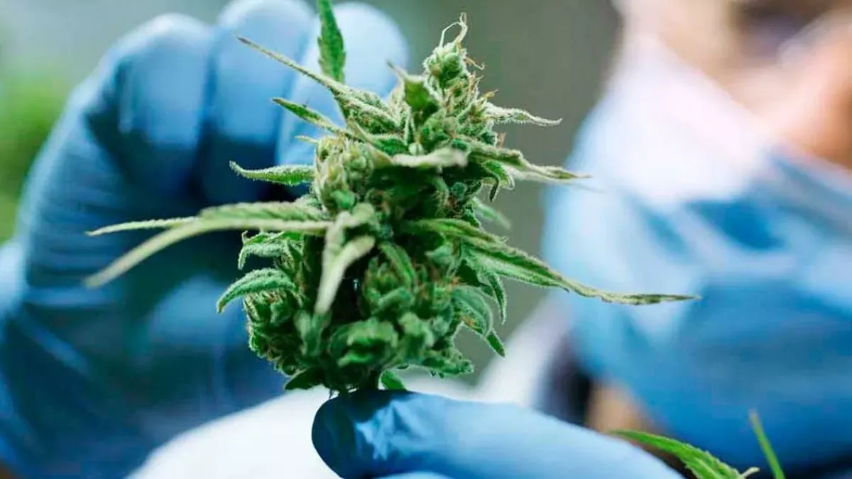 cannabis_estudio_cultivo