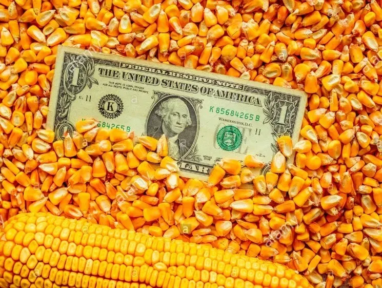 dolar-maiz