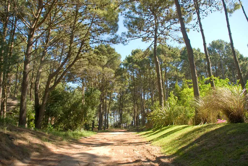 bosque-3