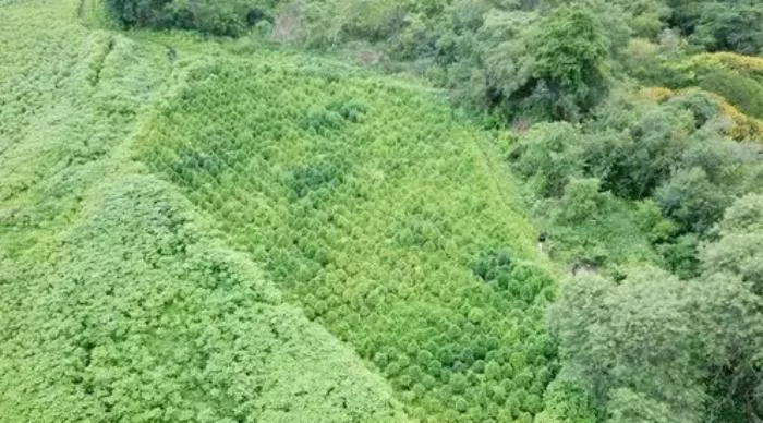 plantacion-marihuana-salta