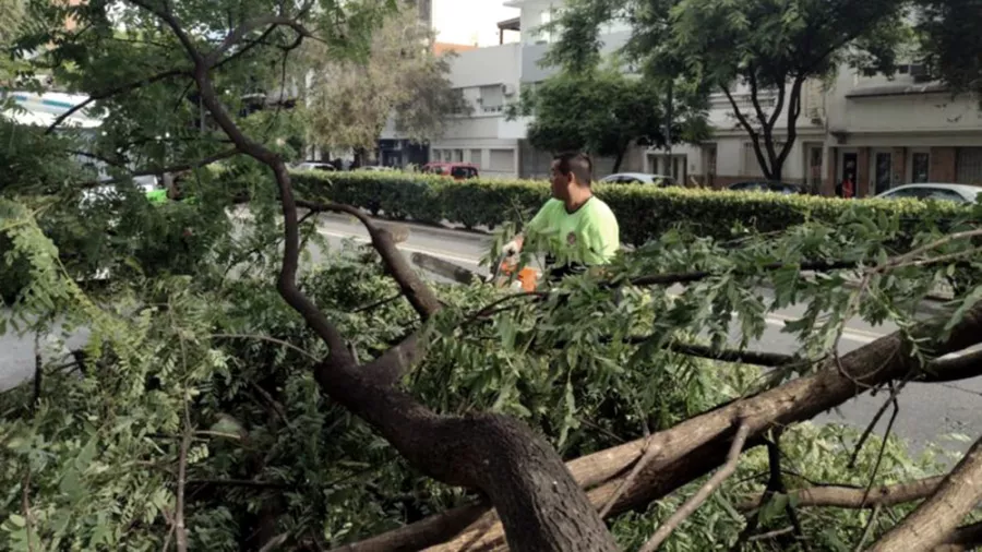 tormenta-arboles