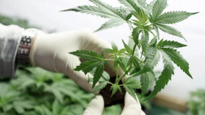cannabis-planta-medicina