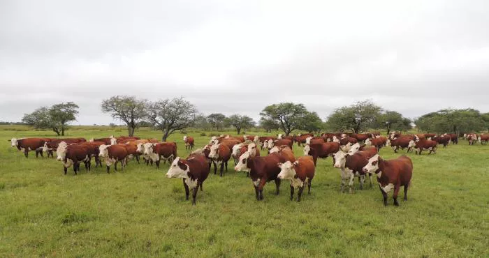 inversion-vacas