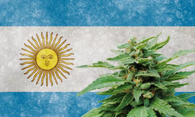 cannabis-argentina