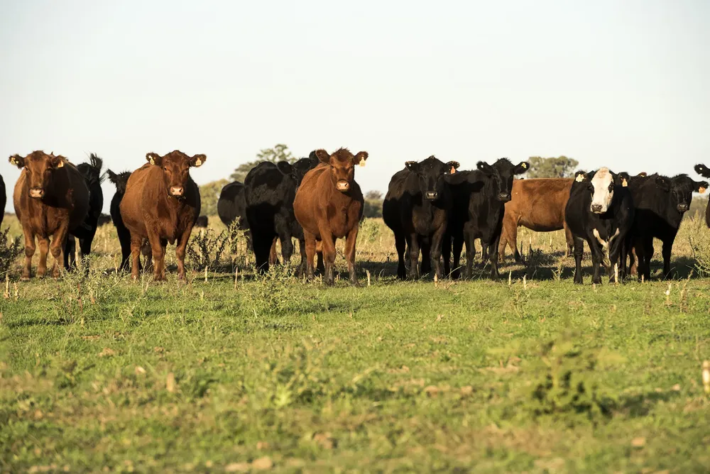 ganado-vacas