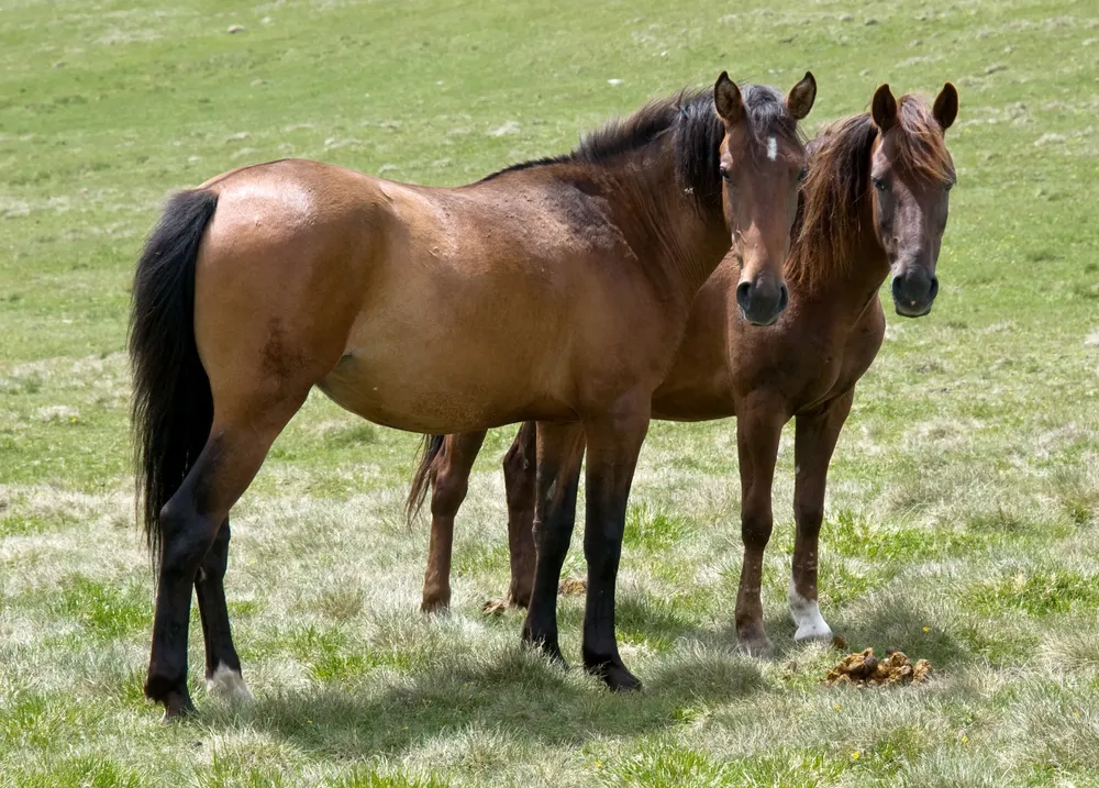 caballos-universidad